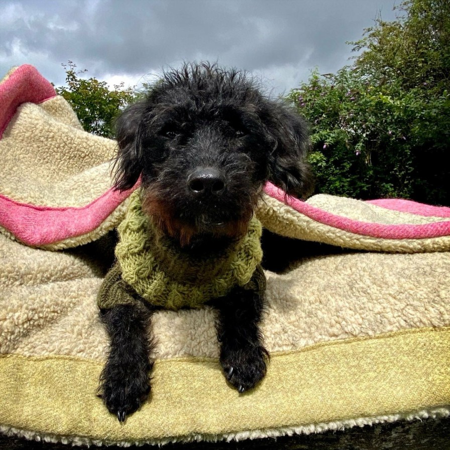 Blankets LISH | Fern Green Harris Tweed Luxury Designer Dog Blanket