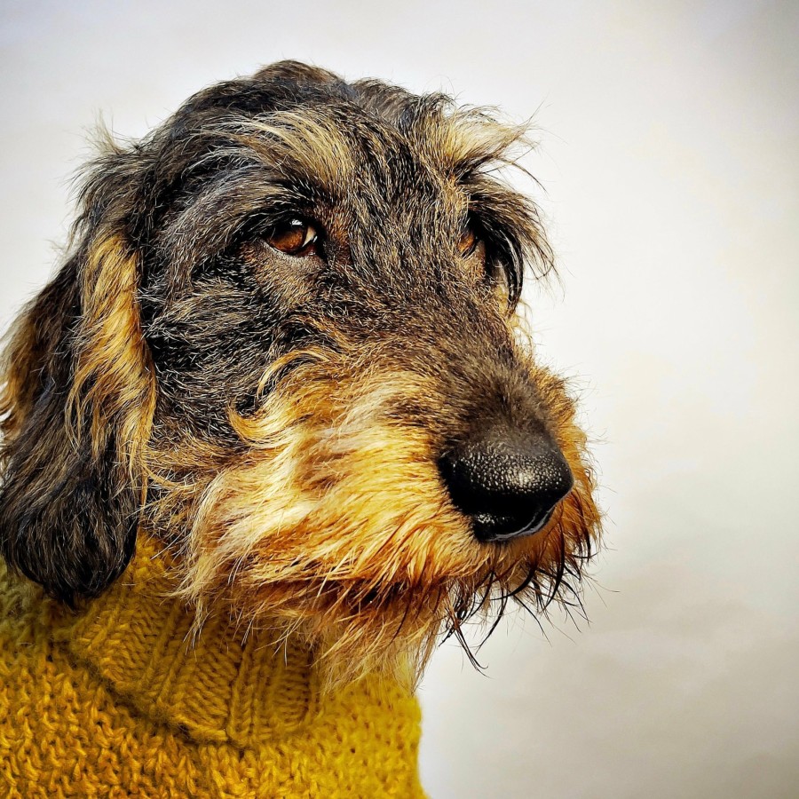 Sweaters LISH | Allen Bobble Mustard Yellow Hand Knitted Designer Wool Dog Jumper