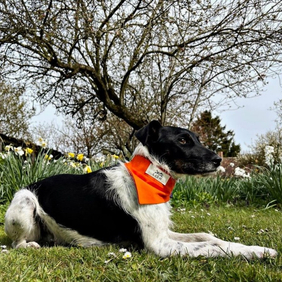 Occasion Wear LISH | Winkley Orange Cotton Designer Dog Neckerchief